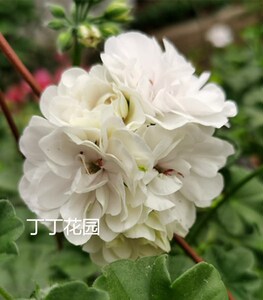 新品垂吊藤本天竺葵花苗大火球系列白色白珍珠四季开花丁丁花园