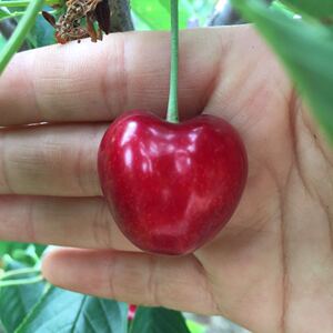 售罄金顶红~现摘现发非山自家果园5斤顺丰包邮金顶红大连樱桃