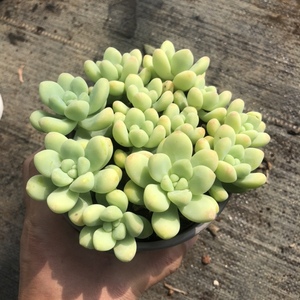 多肉天使之泪老桩