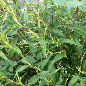 广西野生辣蓼草 新鲜辣廖 中草药白花辣蓼 辣马蓼辣椒草酒曲材料