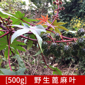 308人付款淘宝现采广西野生蓖麻叶子新鲜红蓖麻子红杆