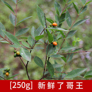 了哥王新鲜现采地棉根别南根广西中草药地锦皮山麻皮九信菜250克