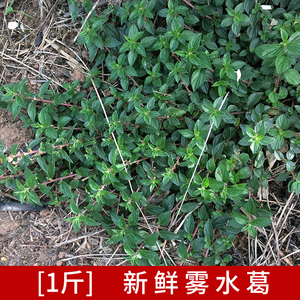 广西中草药雾水葛 新鲜现采粘榔根咄脓膏糯米藤脓见消拔脓膏 包邮