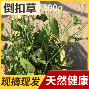 倒扣草农家新鲜正宗倒钩草倒刺草中药材土牛膝扭伤土牛夕节骨草