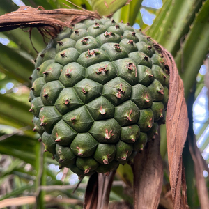 假菠萝新鲜现摘露兜果中草药广西山菠萝帕梯罗金堆野菠萝簕菠萝