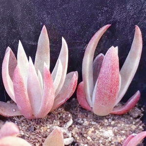 进口粉色系鱿鱼(d.collomiae) 八爪鱼 仙女杯属多肉种子 35元包邮