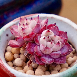 彩色花房  贵货沙罗姬牡丹多肉种子 稀有  满35元包邮