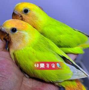 快乐鸟宠鹦鹉牡丹金头澳桂闪手养鸟