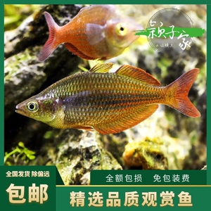 鸽子美人彩虹鱼格子美人鱼热带观赏鱼活体淡水缸红苹果石美人混养