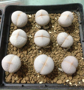 (哞哞多肉)多肉植物 lithops 番杏生石花南蛮玉高尔夫