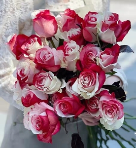 炙热厄瓜多尔进口玫瑰红白双色鲜花同城速递求婚生日礼物情人节
