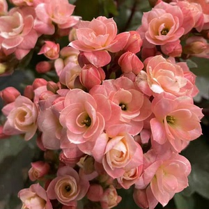 进口长寿花维罗纳带花苞重瓣大花阳台花卉盆栽桌面多肉植物莱妮家