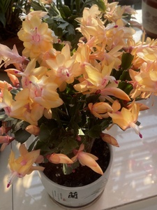 进口蟹爪兰带花苞盆栽黄色莱姆室内阳台花卉多肉植物多年生莱妮家