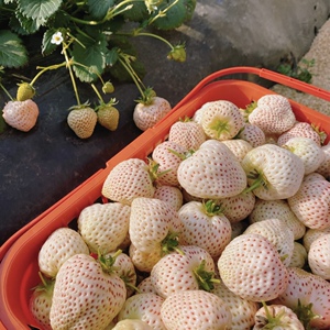 【白雪公主】白草莓淡雪草莓新鲜免洗白色恋人新鲜水果 仅发昆明