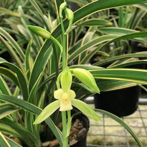 峨眉雪兰花建兰