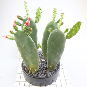 红花胭脂掌大颗仙人掌盆栽仙人球多肉肉室内吸甲醛防辐射桌面植物