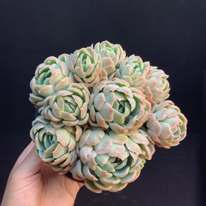 香水贝瑞多肉绿植物小盆栽室内老桩大颗好养云南直发稀有品种贵货