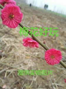 红千鸟梅花