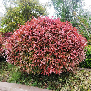 红叶石楠球独杆石楠球四季常青高杆红叶石楠树苗庭院别墅园林绿化