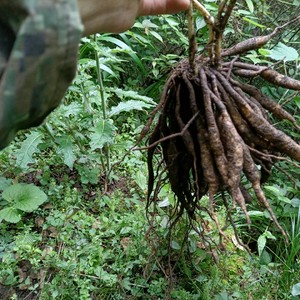野生新鲜百部百条根500g中草药材生鲜煎水祛虱闹虱药买三斤送一斤