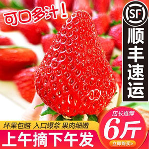 顺丰包邮现摘现发丹东新鲜草莓奶油草莓红颜牛奶99当季精选2/3斤