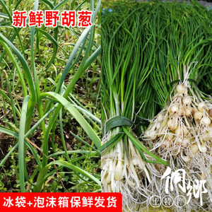湘西新鲜野胡葱马葱山葱小根蒜藠头苦蒜野菜湖南新晃现挖现发500g