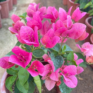 浮山王子三角梅西瓜红新品种盆栽爬藤四季开花好养易活阳台庭院