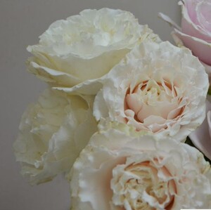 【宇杰园艺】 月季 灌木 (伊芙)白雪公主/白雪姬