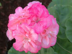 直立天竺葵 重彩 安