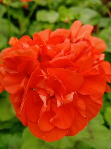 直立彩叶天竺葵 果核