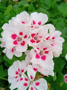 直立天竺葵 菲舍白飞溅