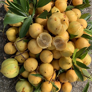 广西山货 黄金山竹 龙檬果 岭南山竹 黄牙果 龙芒子5斤装现摘现发