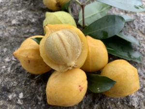 广西野山竹  新鲜山竹 岭南山竹 黄牙果 新鲜水果5斤 现摘现发