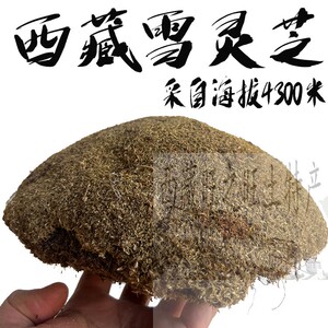 500克包邮 西藏林芝纯野生高原雪灵芝 西藏特有雪灵芝 高海拔灵芝