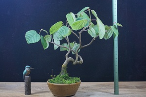 『禾园』日本土佐水木小品小型盆景盆栽