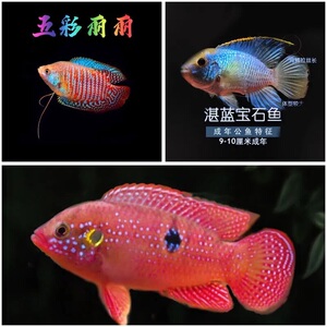 湛蓝宝石鱼红宝石鱼血钻蓝宝石半冷水热带鱼淡水鱼观赏鱼三湖慈鲷