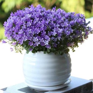 风铃草盆栽带花