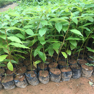 龙脑樟树苗  香樟树苗庭院绿化香樟苗香樟小苗驱蚊树乌樟驱蚊虫苗