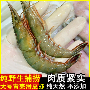 舟山青壳滑皮虾 野生大号活皮虾 东海新鲜鲜活海鲜剑虾对条虾大虾