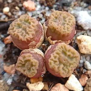 萌肉番杏肉锥属烧麦方烧嘟嘟嘴一物一拍多肉植物58包邮