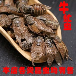 牛虻虫 中药材牛虻虫 牛虻虫 蜚虻 炒虻虫 大牛虻