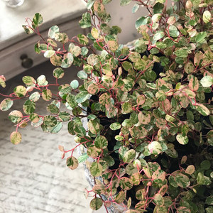 花丘谷新西兰千叶兰霓虹戟叶纽扣藤观叶观花绿植阳台庭院室内盆栽