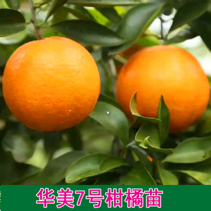 新品种柑橘苗 华美7号 杂交柑桔苗 早熟橘子地栽果树苗 德麟农业