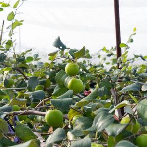 精选福建平和牛奶蜂蜜脆枣青枣 鲜甜爽口皮薄肉嫩 无农残无催熟