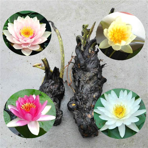 九品香水莲花苗