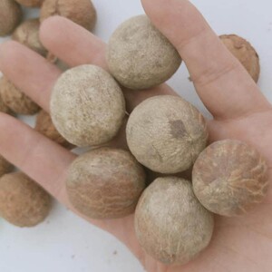 白菩提子原籽白玉菩提根原料手串手链斤个大散珠高密戒指风化桶珠
