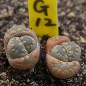 大津绘双头多头一物一拍番杏科生石花属多肉植物早安日光满58包邮