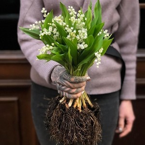 10颗带芽铃兰根花苗小型盆栽绿植耐寒种球浓香室内白色铃铛花植物
