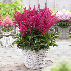 落新妇球根块根盆栽花苗大苗种子苗进口种球多年生阳台庭院四季种