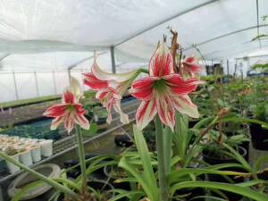 龙 高端的扭龙【2-3cm小苗】日本进口朱顶红【童话花坊】包对版